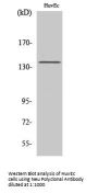Neu Antibody