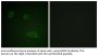 Neu Antibody
