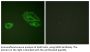 ErbB-3 Antibody
