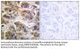 ErbB-3 Antibody