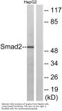 Smad2 Antibody
