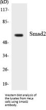 Smad2 Antibody