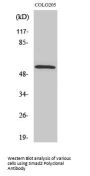 Smad2 Antibody