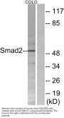 Smad2 Antibody