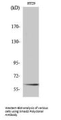 Smad2 Antibody