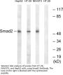 Smad2 Antibody