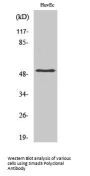 Smad3 Antibody
