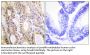 Smad3 Antibody
