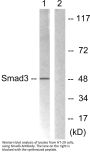 Smad3 Antibody