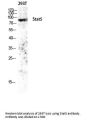 Stat5 Antibody