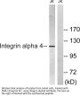 Integrin α4 Antibody