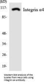 Integrin α4 Antibody