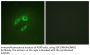 MEK-4 Antibody