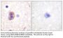 MEK-4 Antibody