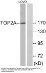 Topo IIα Antibody