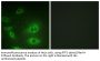 Na+/K+-ATPase α1 Antibody