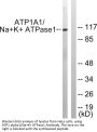Na+/K+-ATPase α1 Antibody