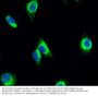 mTOR Antibody
