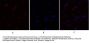 mTOR Antibody