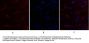 mTOR Antibody