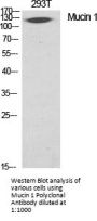 Mucin 1 Antibody