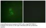 Mucin 1 Antibody
