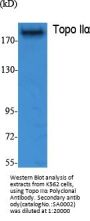 Topo IIα Antibody