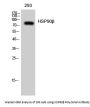 HSP90β Antibody
