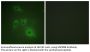HSP90β Antibody