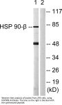 HSP90β Antibody