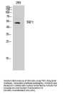 TRF1 Antibody