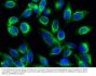 Vimentin Antibody