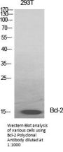 Bcl-2 Antibody