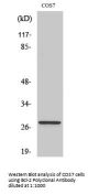 Bcl-2 Antibody