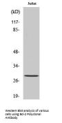 Bcl-2 Antibody