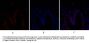 Bcl-x Antibody