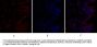 Bcl-x Antibody