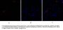 Bcl-x Antibody
