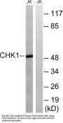 Chk1 Antibody