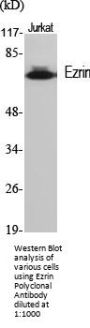 Ezrin Antibody