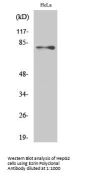 Ezrin Antibody