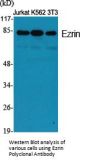 Ezrin Antibody