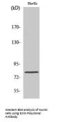 Ezrin Antibody