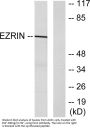 Ezrin Antibody