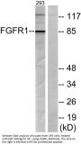 Flg Antibody