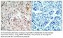 Neu Antibody
