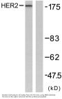 Neu Antibody