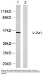 AP-1 Antibody