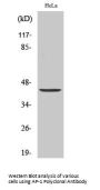 AP-1 Antibody