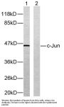 AP-1 Antibody
